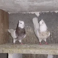 کبوتر،قناری،طوطی