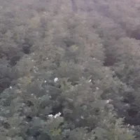 فروش یا اجاره زمین کشاورزی با سهمیه اب|فروش دفتر صنعتی، کشاورزی، تجاری|سراب, |دیوار