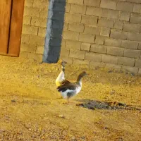 دوتاغاز به بفروش|حیوانات مزرعه|بندرعباس, |دیوار