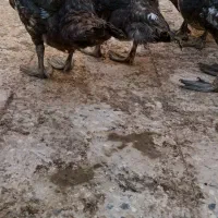 اردک روسی|حیوانات مزرعه|کرخه, |دیوار