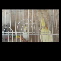 عروس هلندی با جوجه|پرنده|تهران, شهرک فردوس (حسینی)|دیوار
