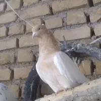 کله کاکلی|پرنده|ملکآباد, |دیوار