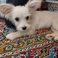 سگ خانگی شیتزو