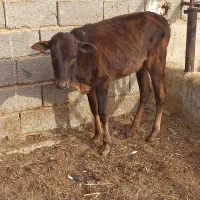 گوساله ماده|حیوانات مزرعه|طسوج, |دیوار