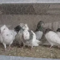 طوقی هفترنگ|پرنده|قائن, |دیوار