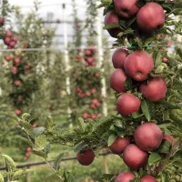 نهال سیب پایه مالینگ M7 (Malling M7)|خدمات باغبانی و درختکاری|پیرانشهر, |دیوار