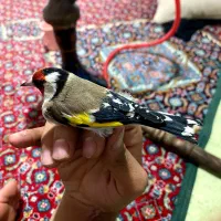 سهره|پرنده|سرپل ذهاب, |دیوار