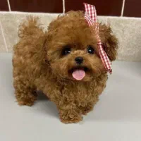 توله سگ پودل جیبی توی واقعی ( قیمت استثناعی)