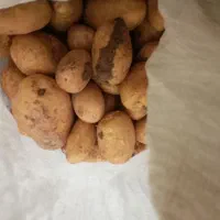 سیب زمینی اورگانیک