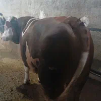 گوساله نر سیمینتال