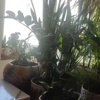 تعدادی گل اپارتمانی عالی بفروش میرسد|گل و گیاه طبیعی|فردیس, سرحد آباد|دیوار