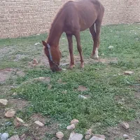 اسب|اسب و تجهیزات اسب‌سواری|قیدار, |دیوار
