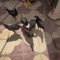 وسایل شخصی