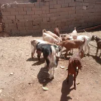 تعداد 15راس بزغاله نر دورگه