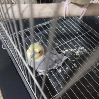 یک جفت عروس هلندی|پرنده|قدس, شهر‌قدس|دیوار