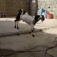 تروشت معاوضه با ماده