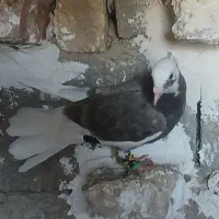کبوتر|پرنده|بجنورد, |دیوار