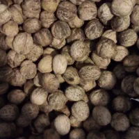 گردو درجه یک|عمده‌فروشی|سیلوانه, |دیوار