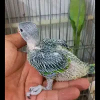جفت ملنگو مولد ۵تخم وجوجه