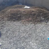 فروش  کود مرغی