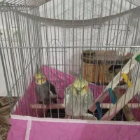 عروس هلندی 4500000