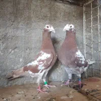 دو جفت میلیمنز