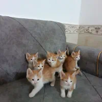 واگذاری بچه گربه دوتا