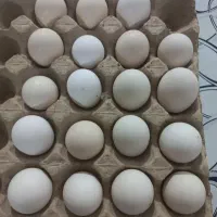 تخم مرغ نطبه دارگلین