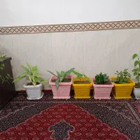 فروش گل|گل و گیاه طبیعی|دهگلان, |دیوار