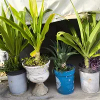 حـراج انواع گل و گیاه