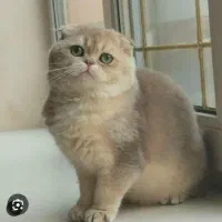 اسکاتیش فولد بیریتیش