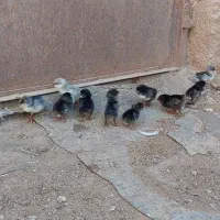 جوجه گلین