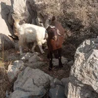 4عدد بزغاله ماده گوشتی