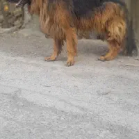 سگ ژرمن نر