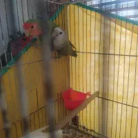 کوتوله مولد