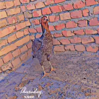 فروش و معاوضه ماکیان سندی