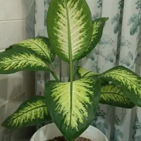 گل آپارتمانی|گل و گیاه طبیعی|اقبالیه, |دیوار