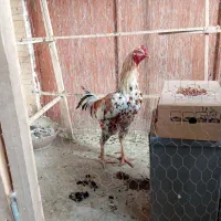 خروس لاری اصل شیش دانگ