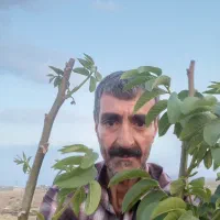 خدمات باغبانی ودرختکاری|خدمات باغبانی و درختکاری|قزوین, |دیوار