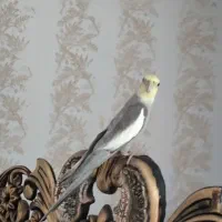 عروس هلندی نر|پرنده|دالاهو, |دیوار