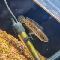 چانا|ماهی|تهران, کیانشهر|دیوار