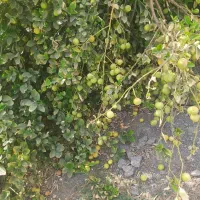 فروش یه قطعه زمین باغی برنطین|فروش زمین و ملک کلنگی|بیکاه, |دیوار