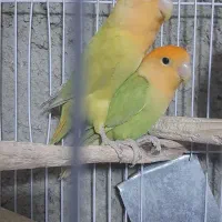 طوطی برزیلی اوپال نارنجی|پرنده|کرج, شهرک سهرابیه|دیوار