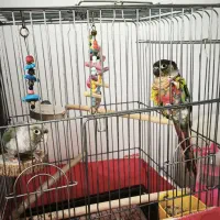 یک جفت طوطی گرینچیک