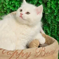 گربه اسکاتلندی چشم رنگی