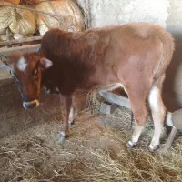 گوساله ماده