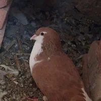 انواع کبوتر