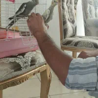 جوجه عروس هلندی دستی