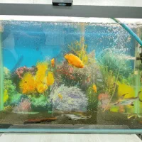 آکواریم و ماهی|ماهی|محمدیه-قزوین, |دیوار