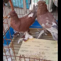 کفتر کبوتر کاکلی پاپر|پرنده|قم, هفت تیر|دیوار